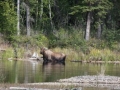 137 Moose