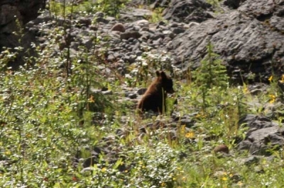 black bear cub on maligne lake road