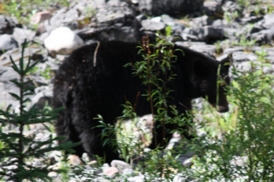 black bear on maligne lake road