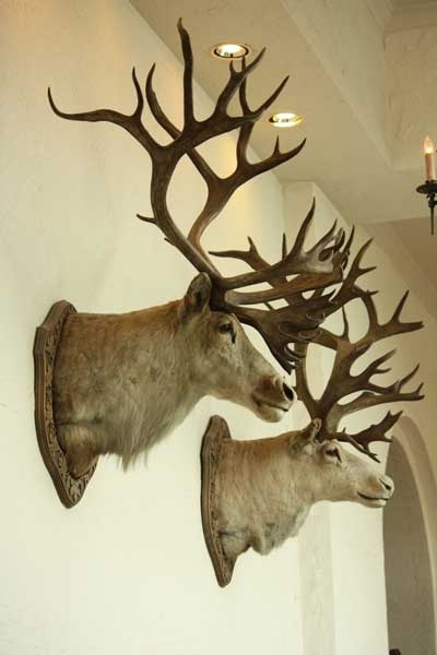 hunted elk at chateau lake louise