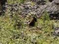 black bear cub on maligne lake road