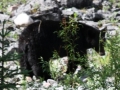 black bear on maligne lake road