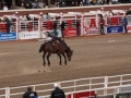 calgary stampede rodeo